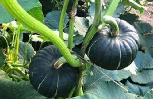 网红大瓜在哪找